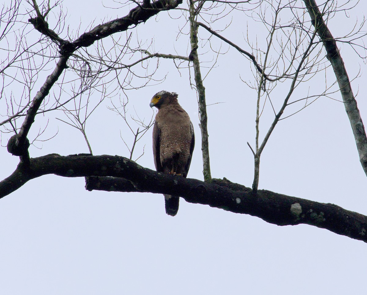 Crested Serpent-Eagle - ML619563065