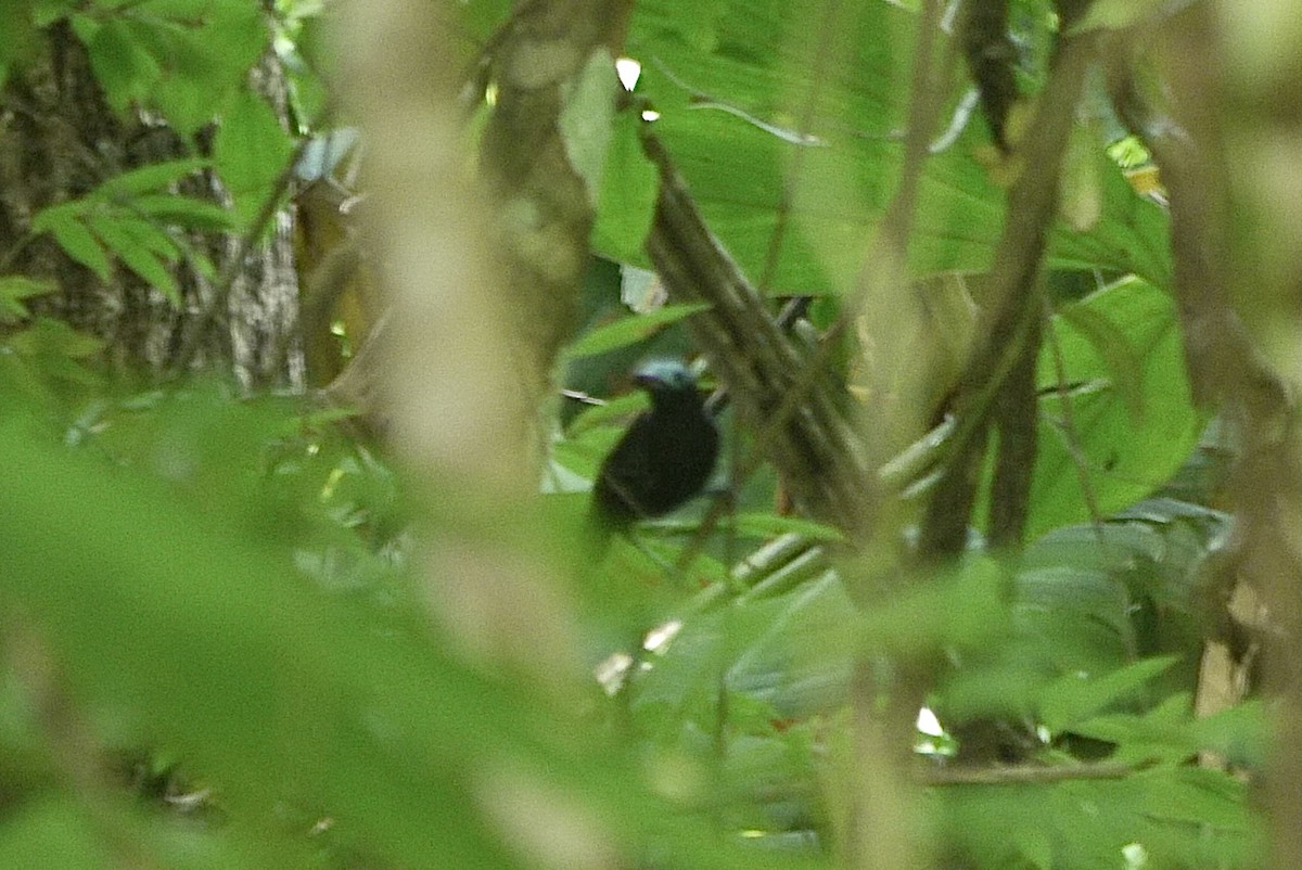 Bare-crowned Antbird - ML619563089