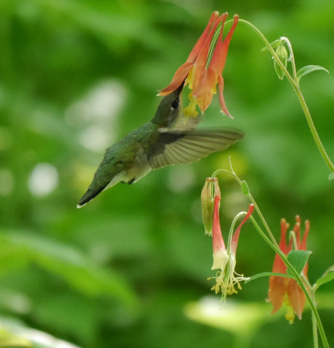 Ruby-throated Hummingbird - ML619563167