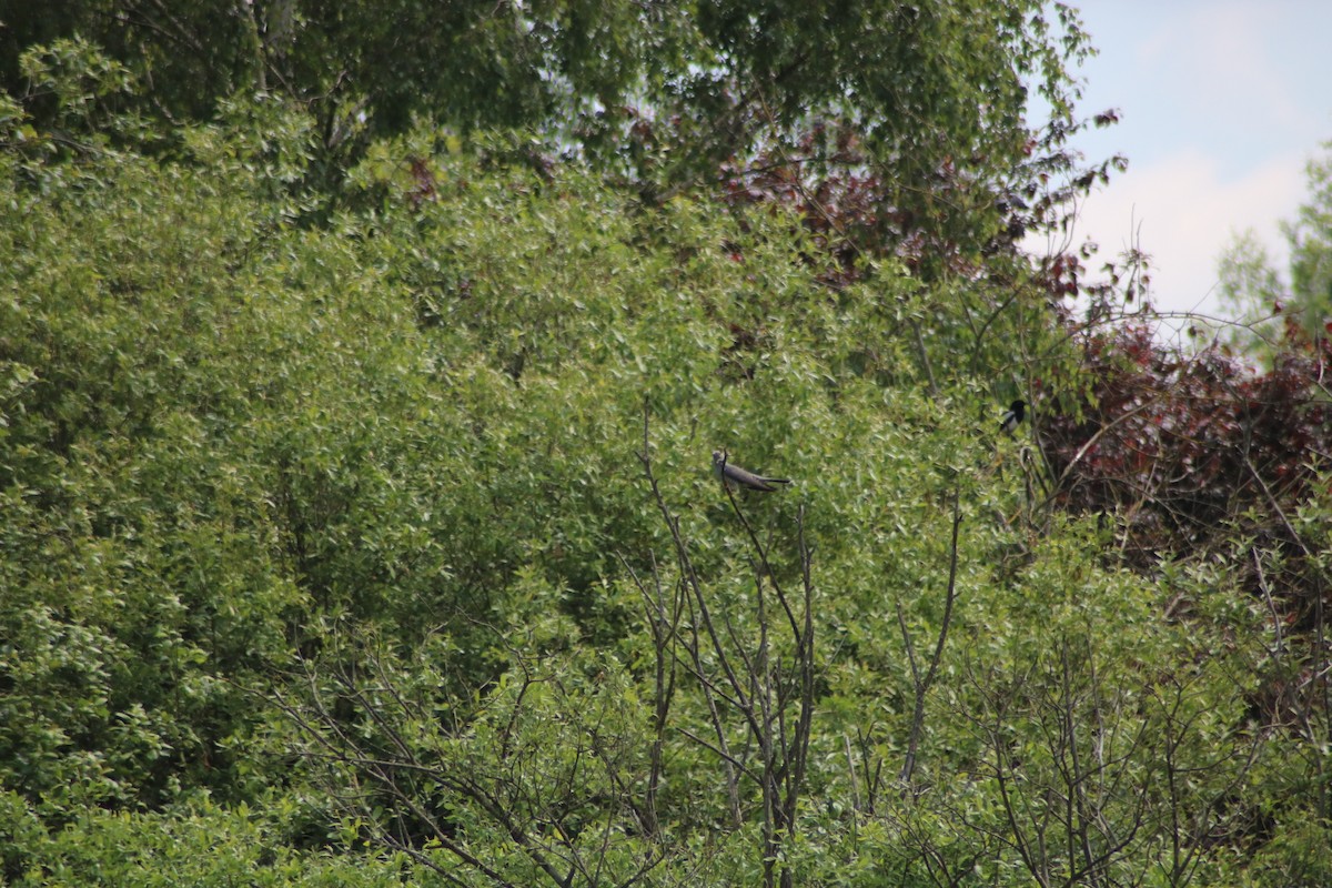 Common Cuckoo - ML619563198