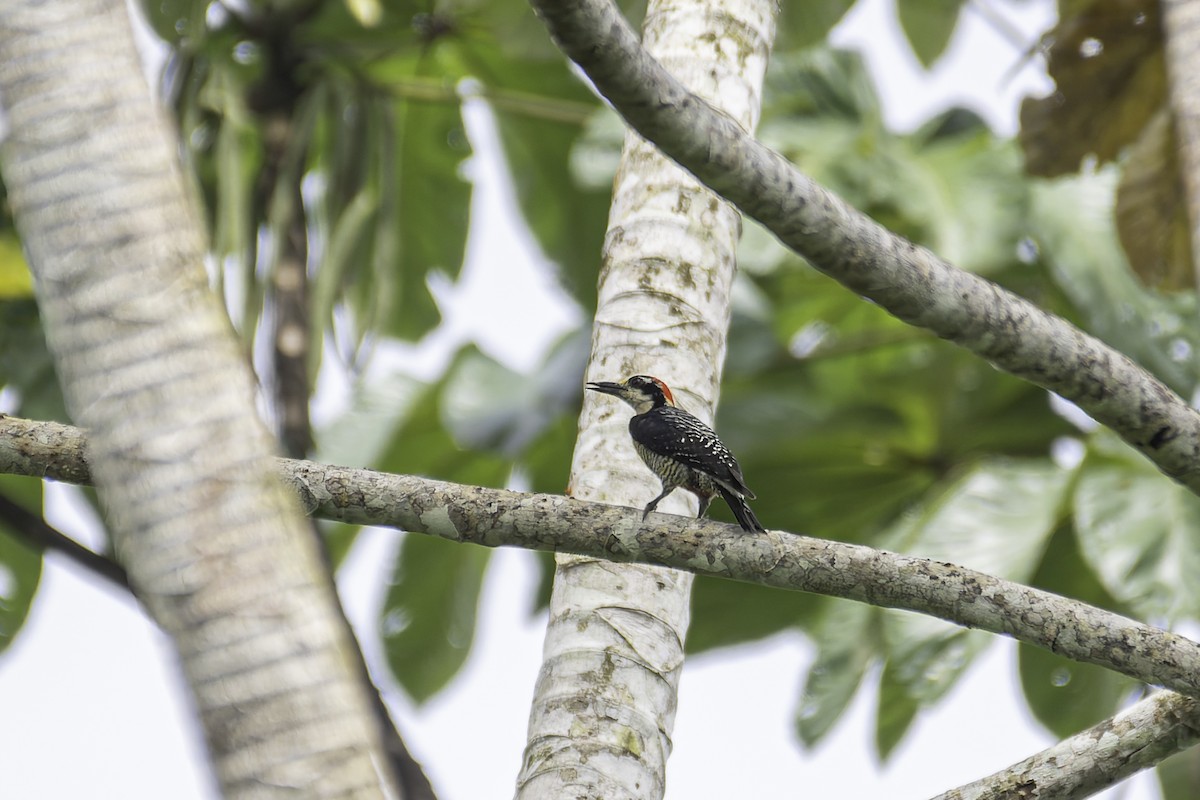 Black-cheeked Woodpecker - ML619563261