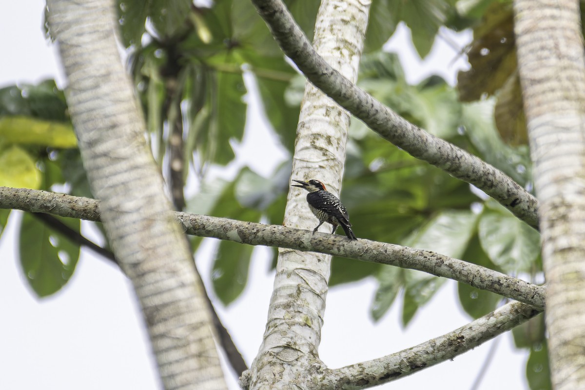 Black-cheeked Woodpecker - ML619563273