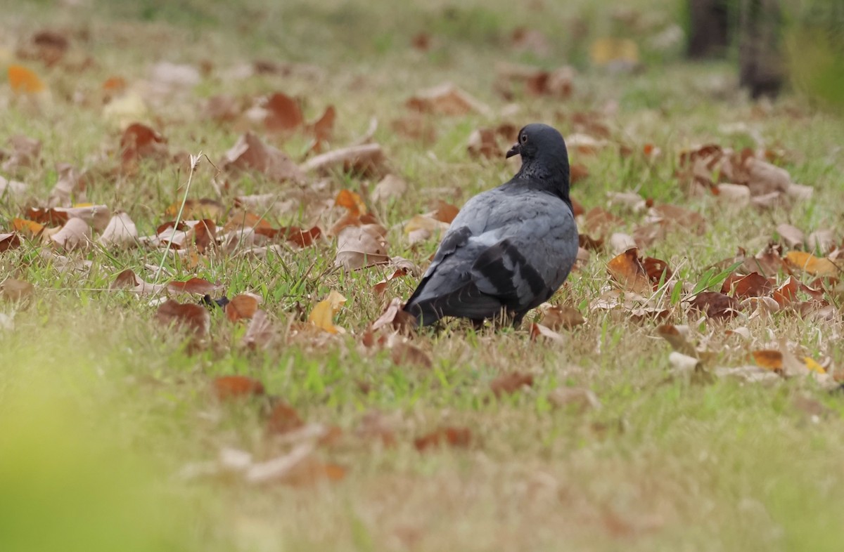 Rock Pigeon (Feral Pigeon) - ML619563275