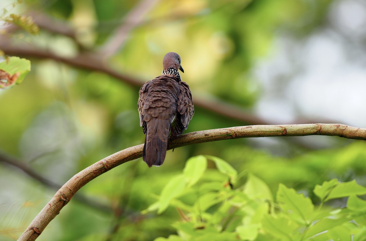 Spotted Dove - ML619563308