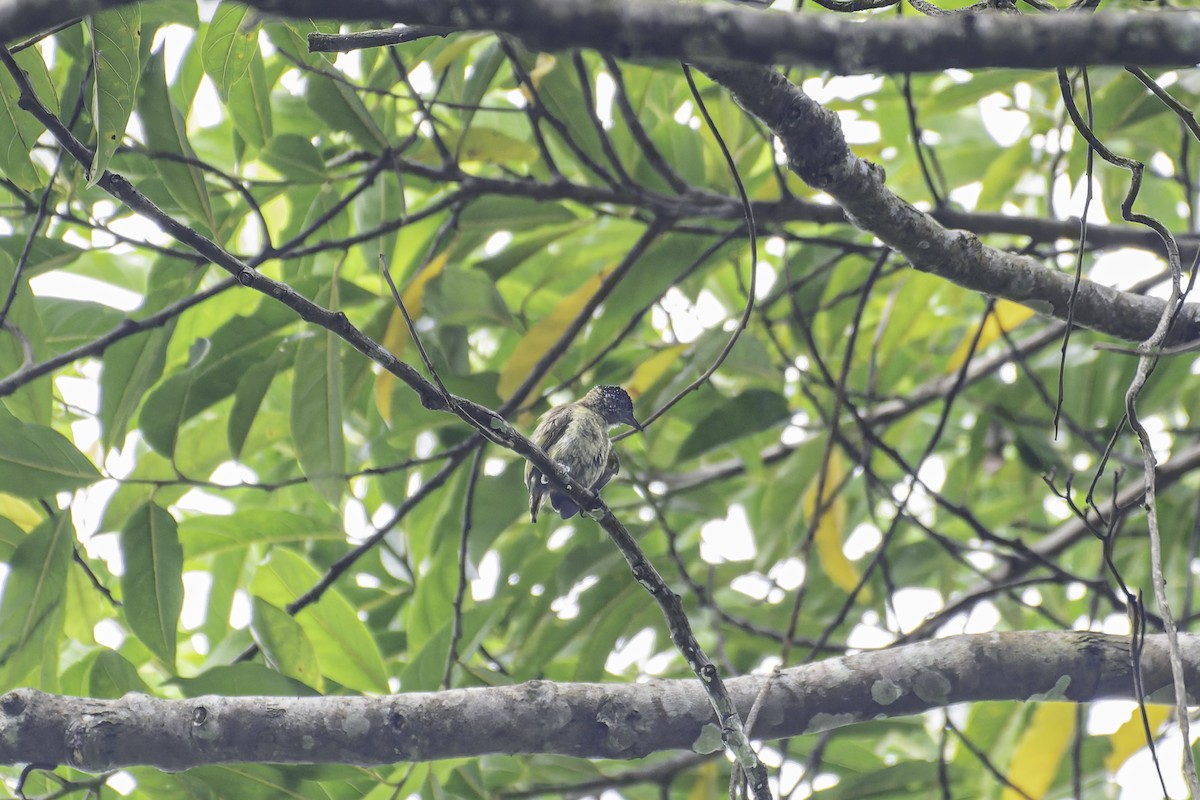 Olivaceous Piculet - ML619563384