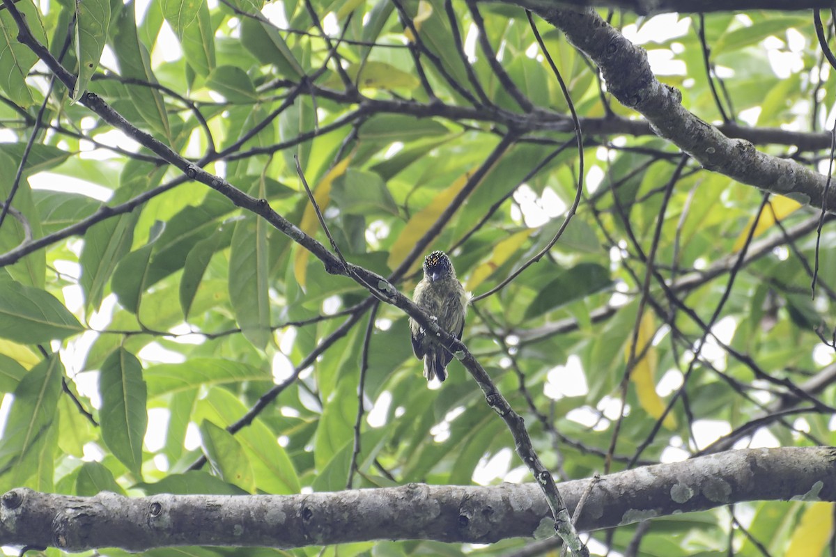 Olivaceous Piculet - ML619563393