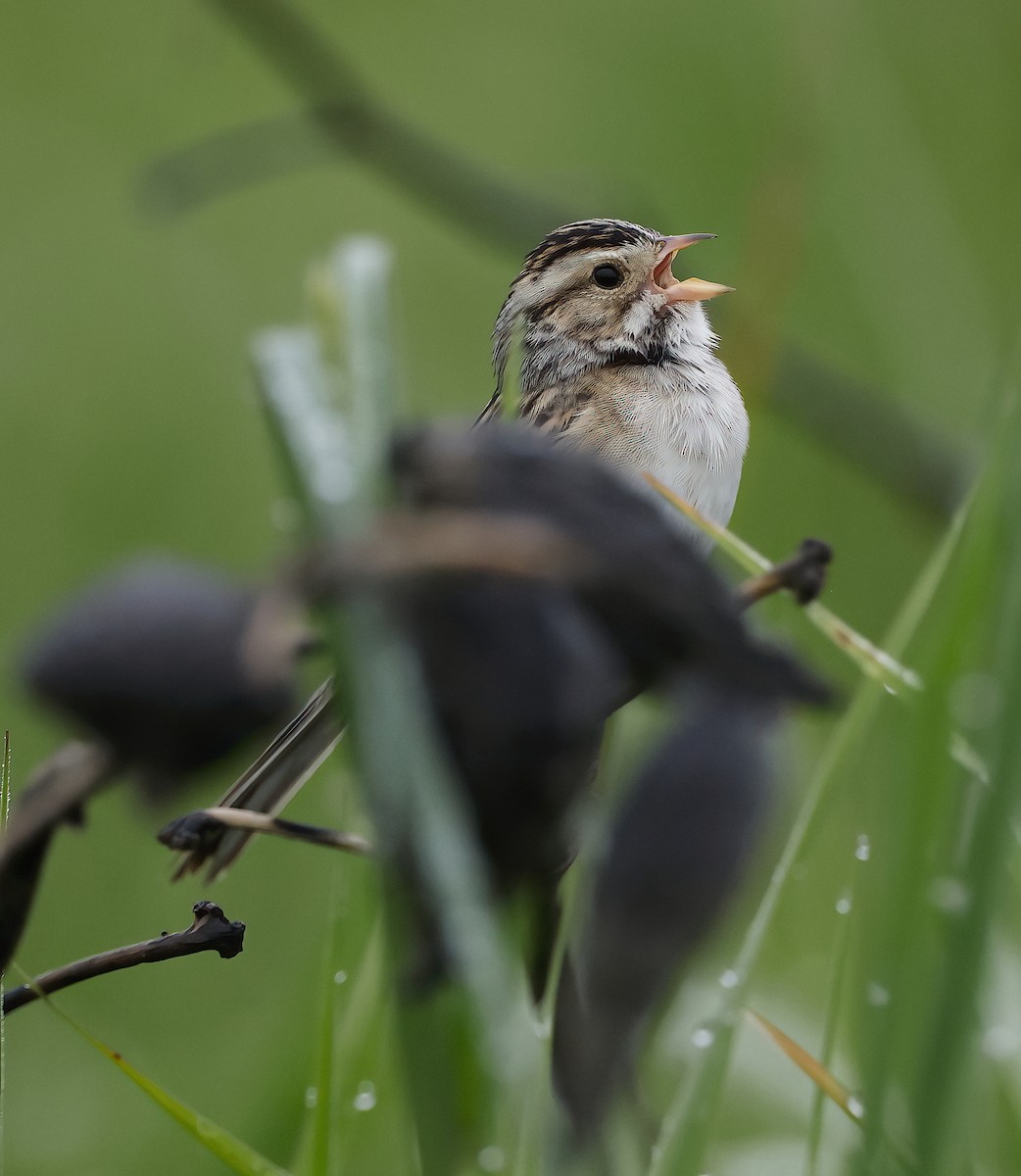 Clay-colored Sparrow - ML619563397