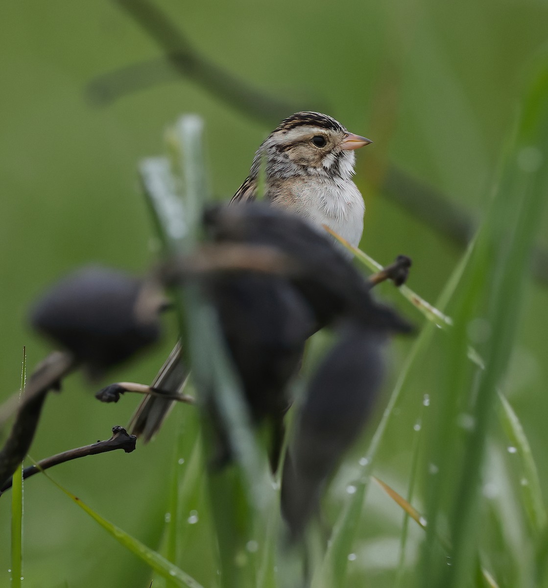 Clay-colored Sparrow - ML619563402