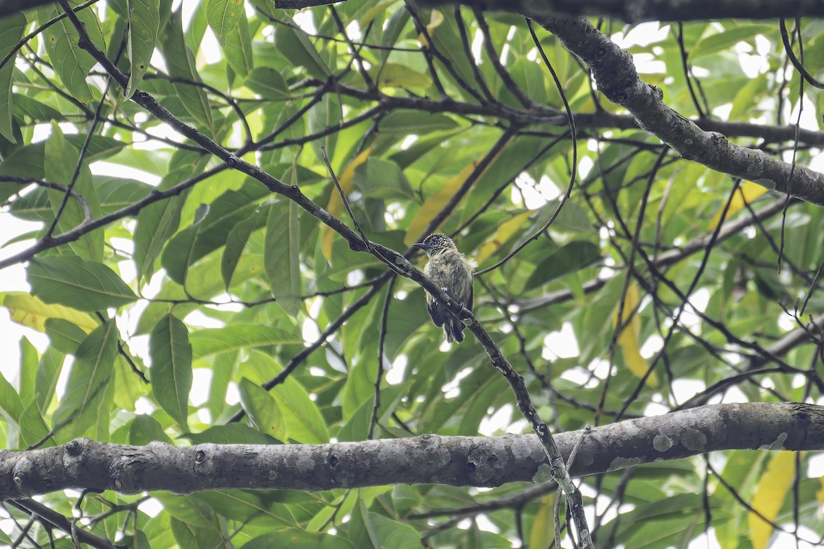 Olivaceous Piculet - ML619563404
