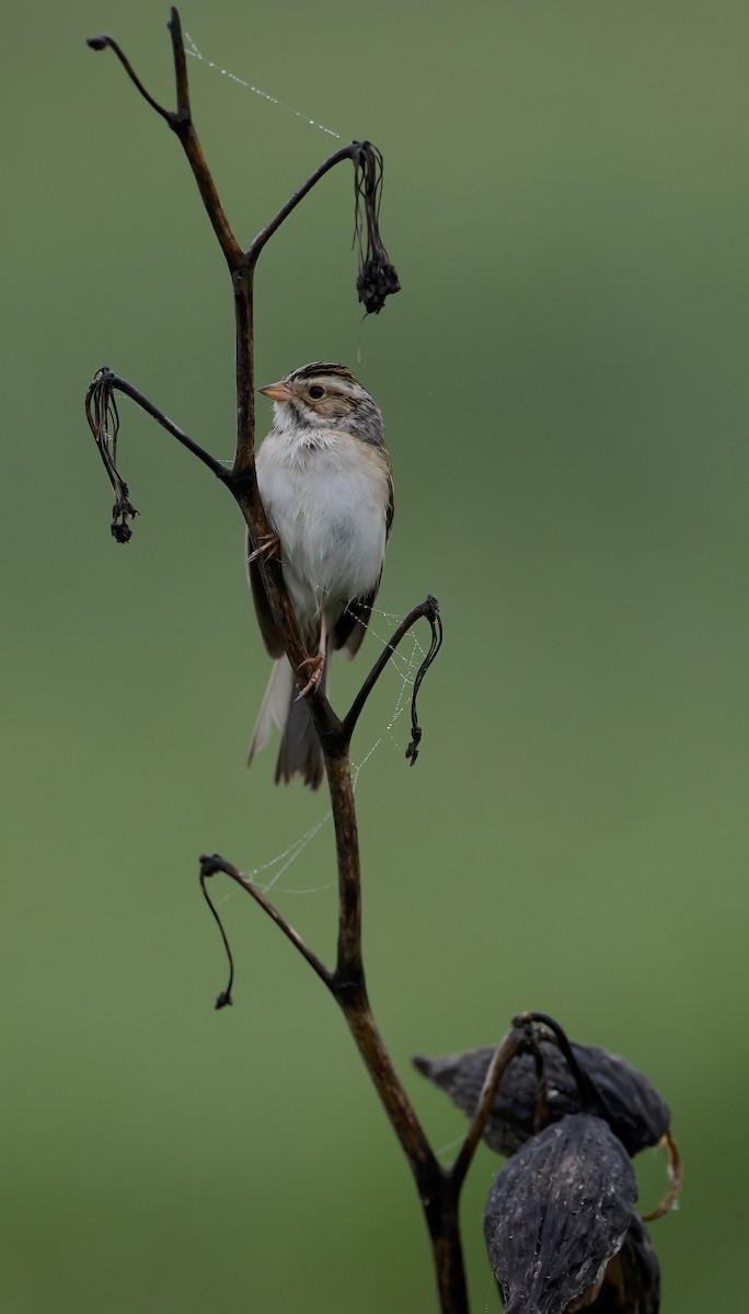 Clay-colored Sparrow - ML619563409