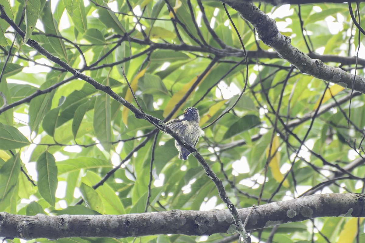 Olivaceous Piculet - ML619563437