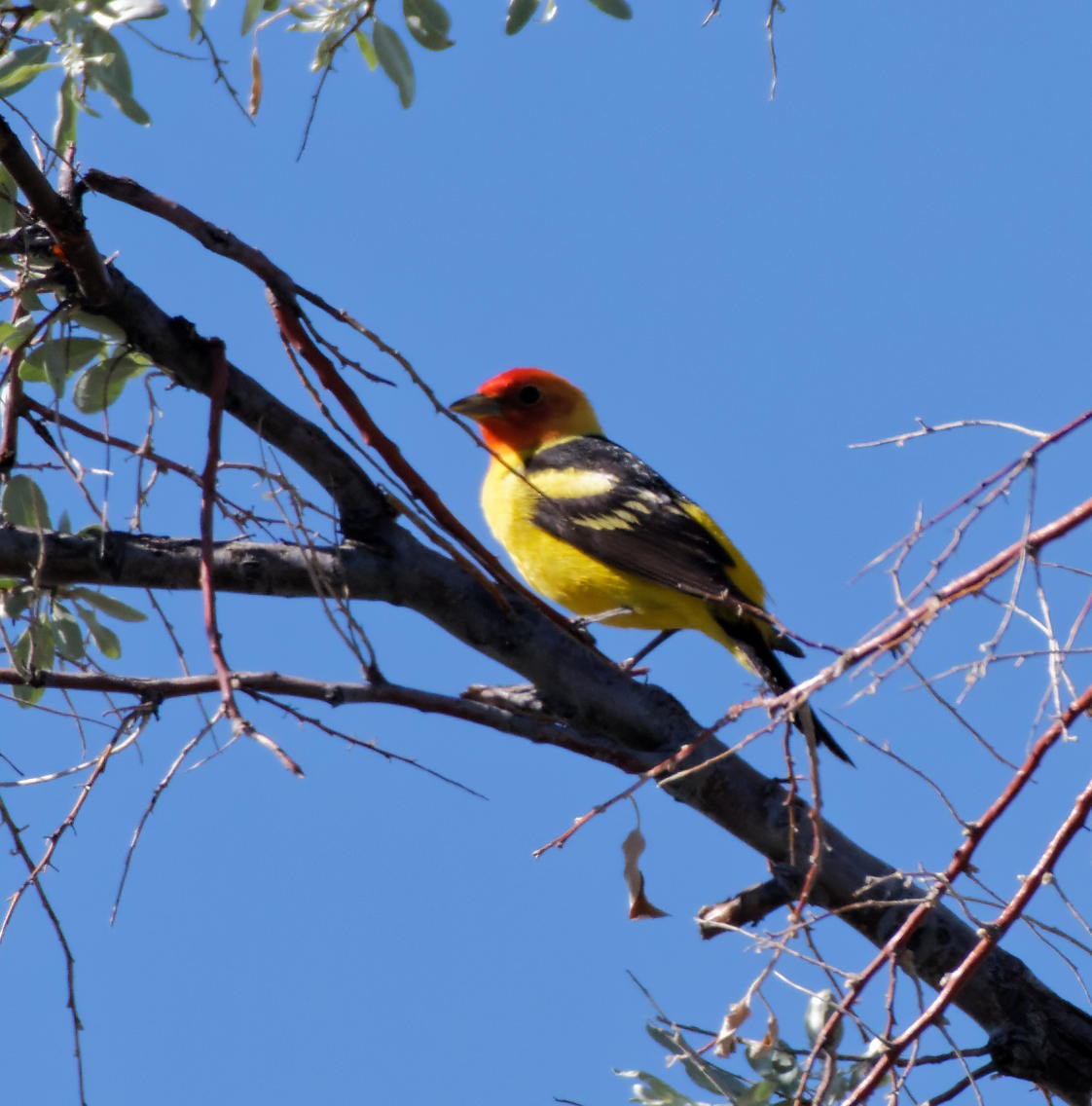 Western Tanager - ML619563480