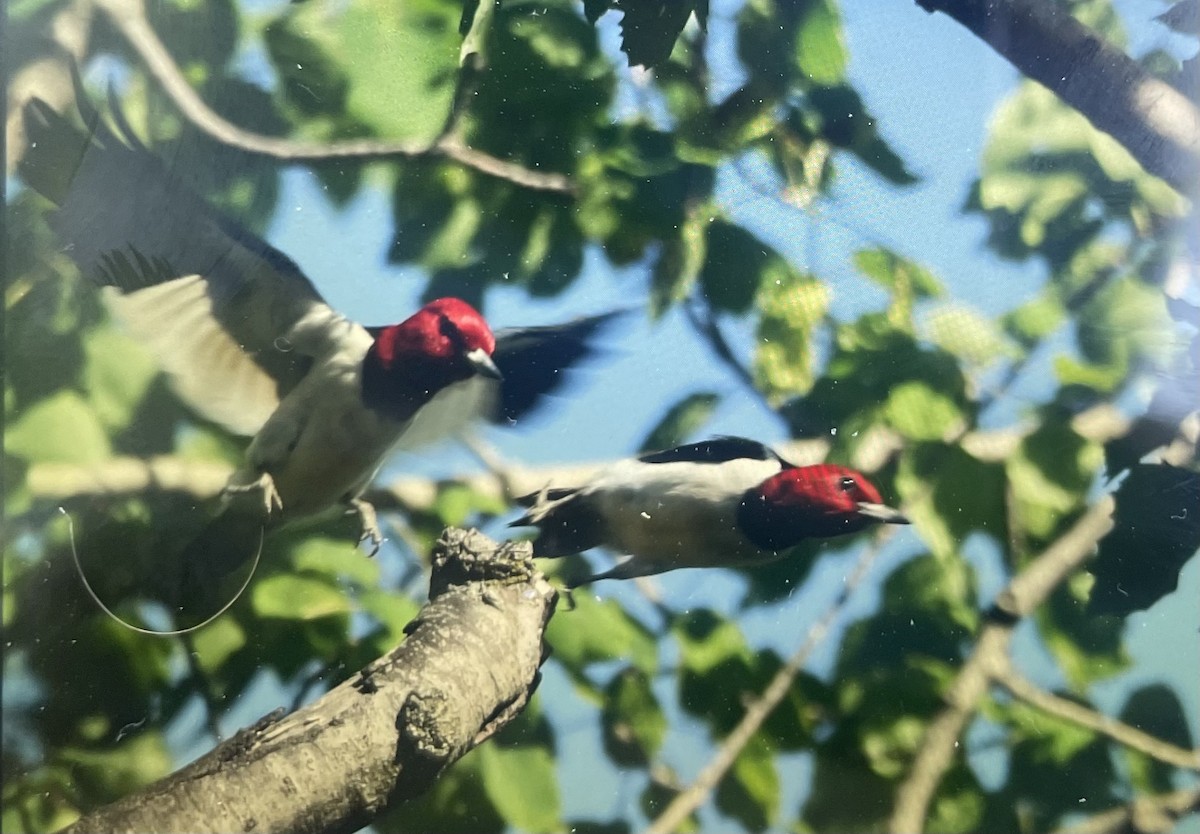 Red-headed Woodpecker - ML619563528