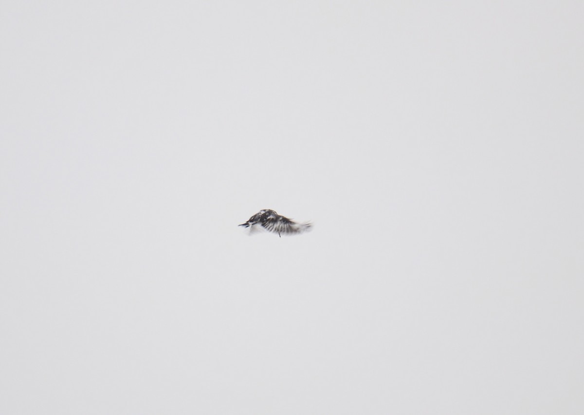 Малый пегий зимородок - ML619563537