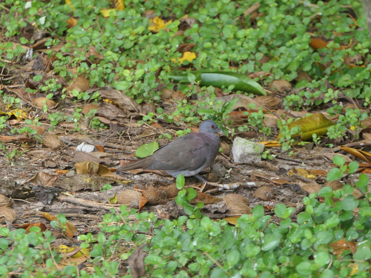 Мадагаскарский голубь - ML619563572
