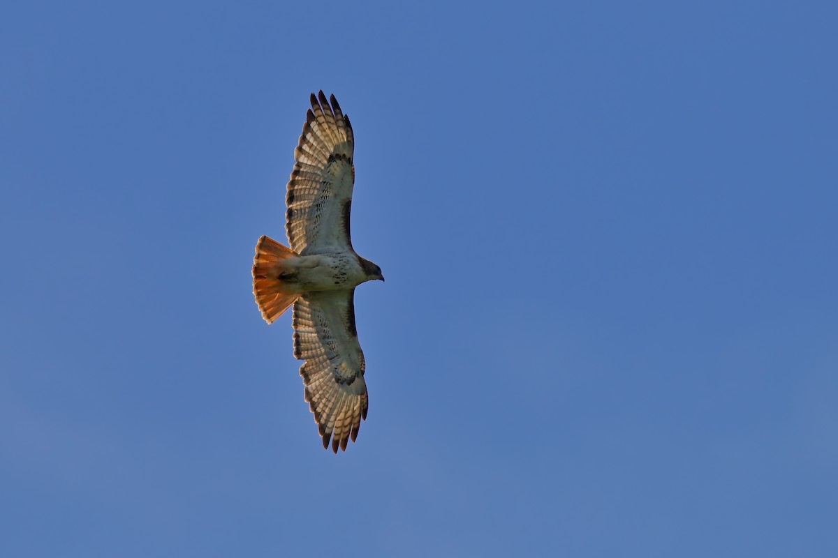 Red-tailed Hawk - ML619563610