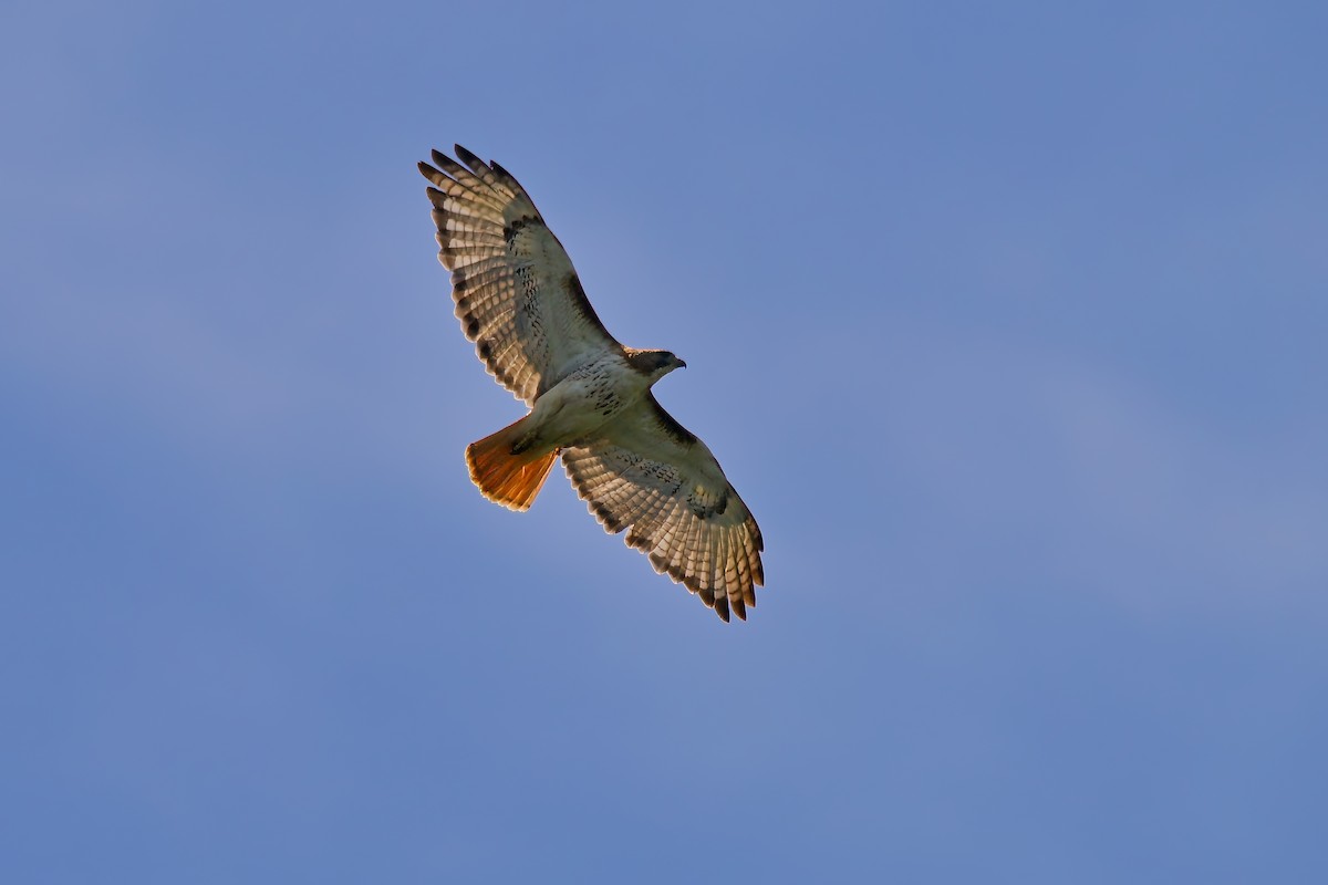 Red-tailed Hawk - ML619563611