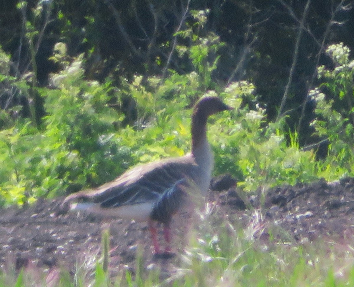 Pink-footed Goose - ML619563633