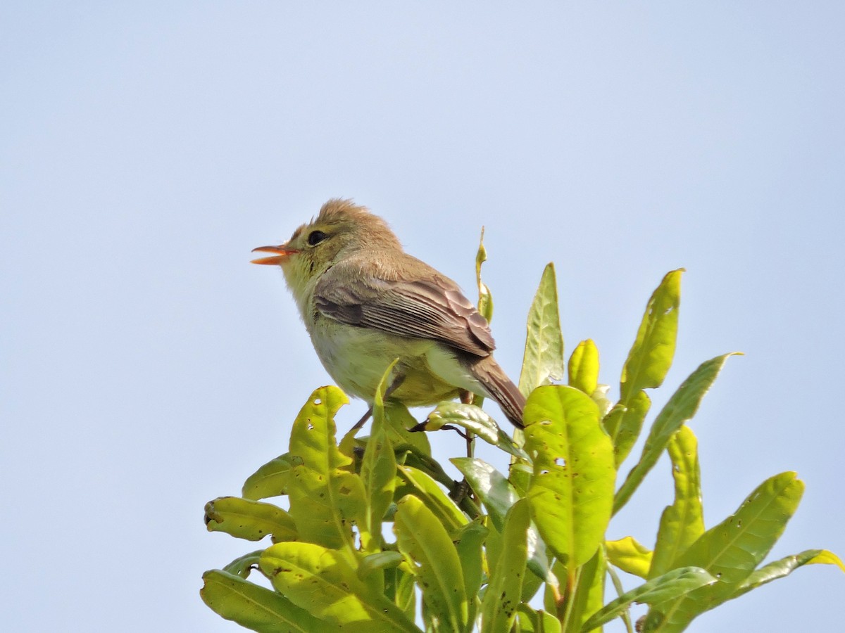 Melodious Warbler - ML619563704