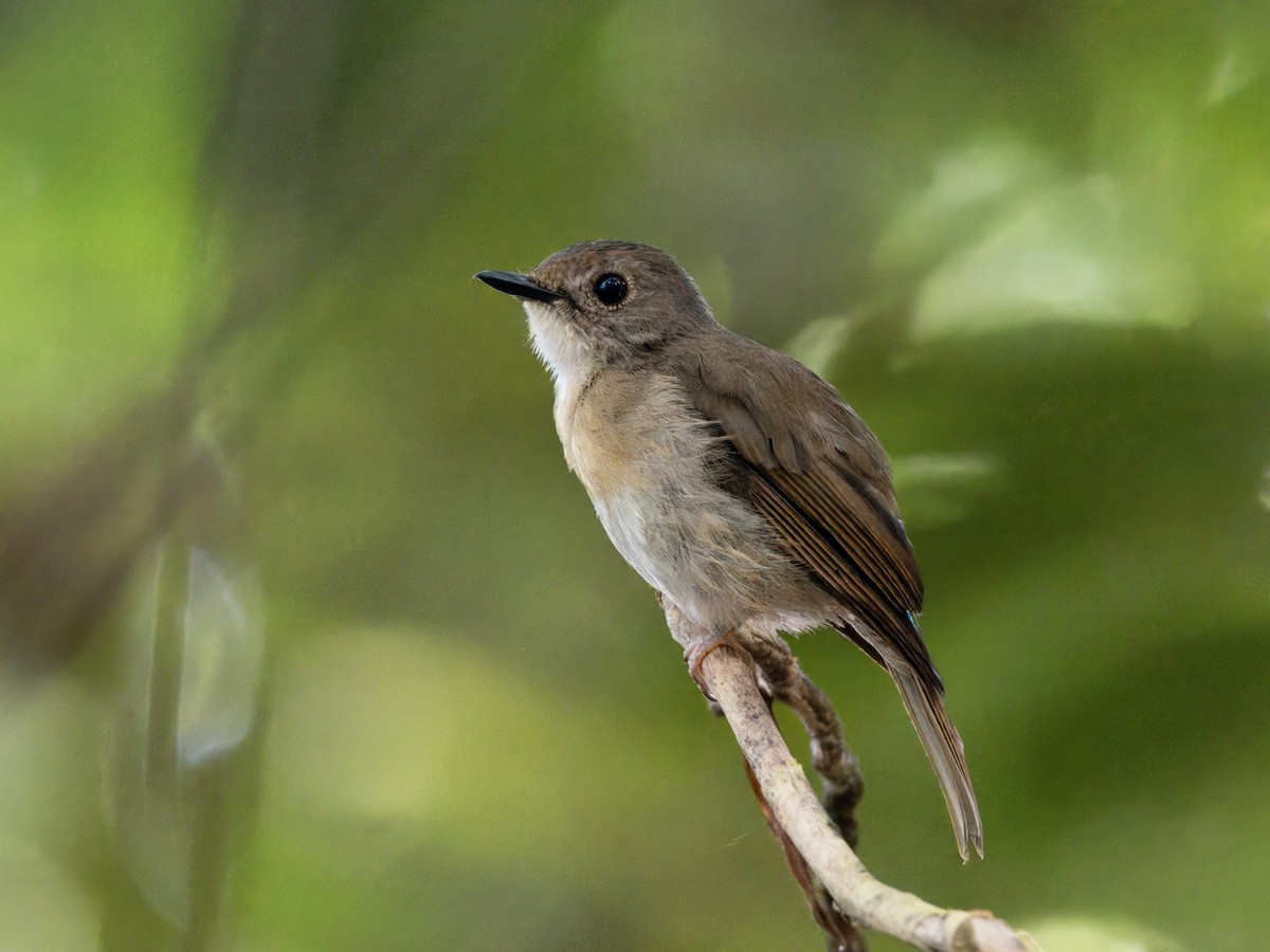 Fulvous-chested Jungle Flycatcher - ML619563717