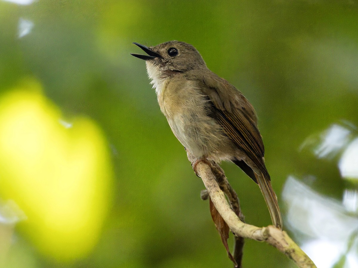 Fulvous-chested Jungle Flycatcher - ML619563727