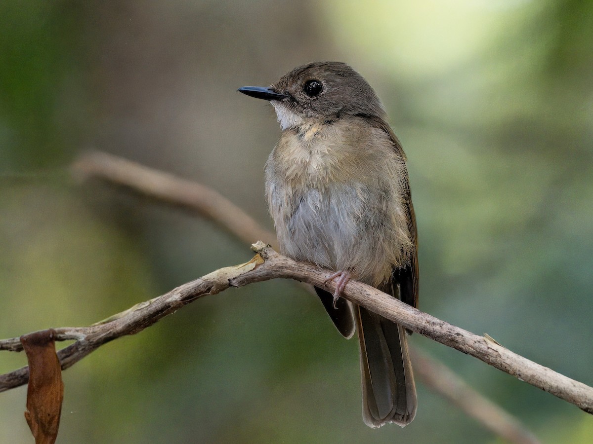 Fulvous-chested Jungle Flycatcher - ML619563729
