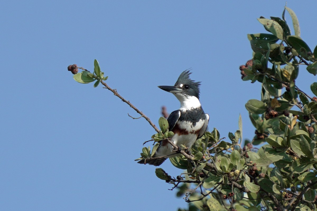 Belted Kingfisher - ML619563763