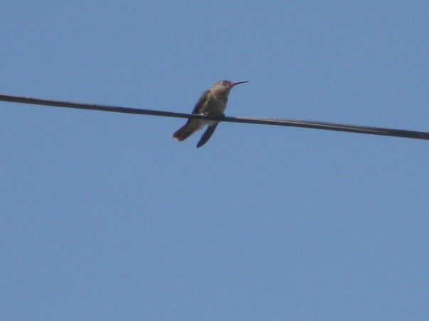 Amazilia Hummingbird - ML619563905
