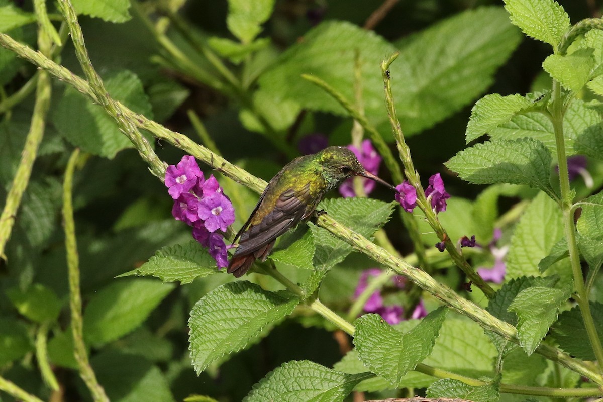 Rufous-tailed Hummingbird - ML619563920