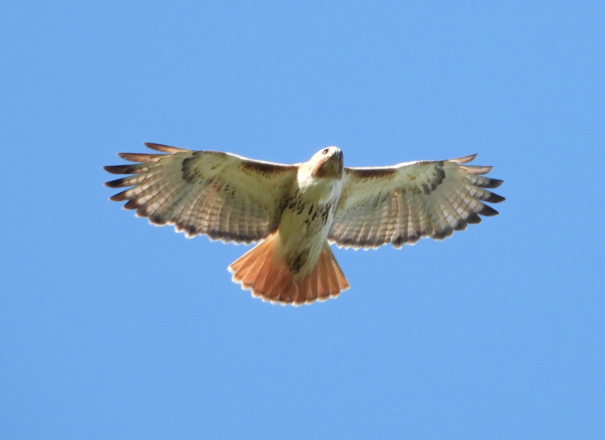 Red-tailed Hawk - ML619563925