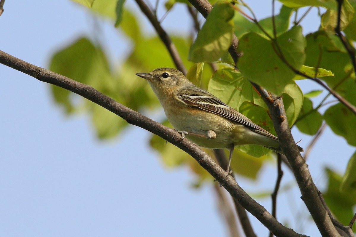 Bay-breasted Warbler - ML619563953