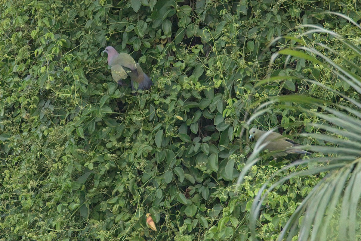 Розовошейный зелёный голубь - ML619564009