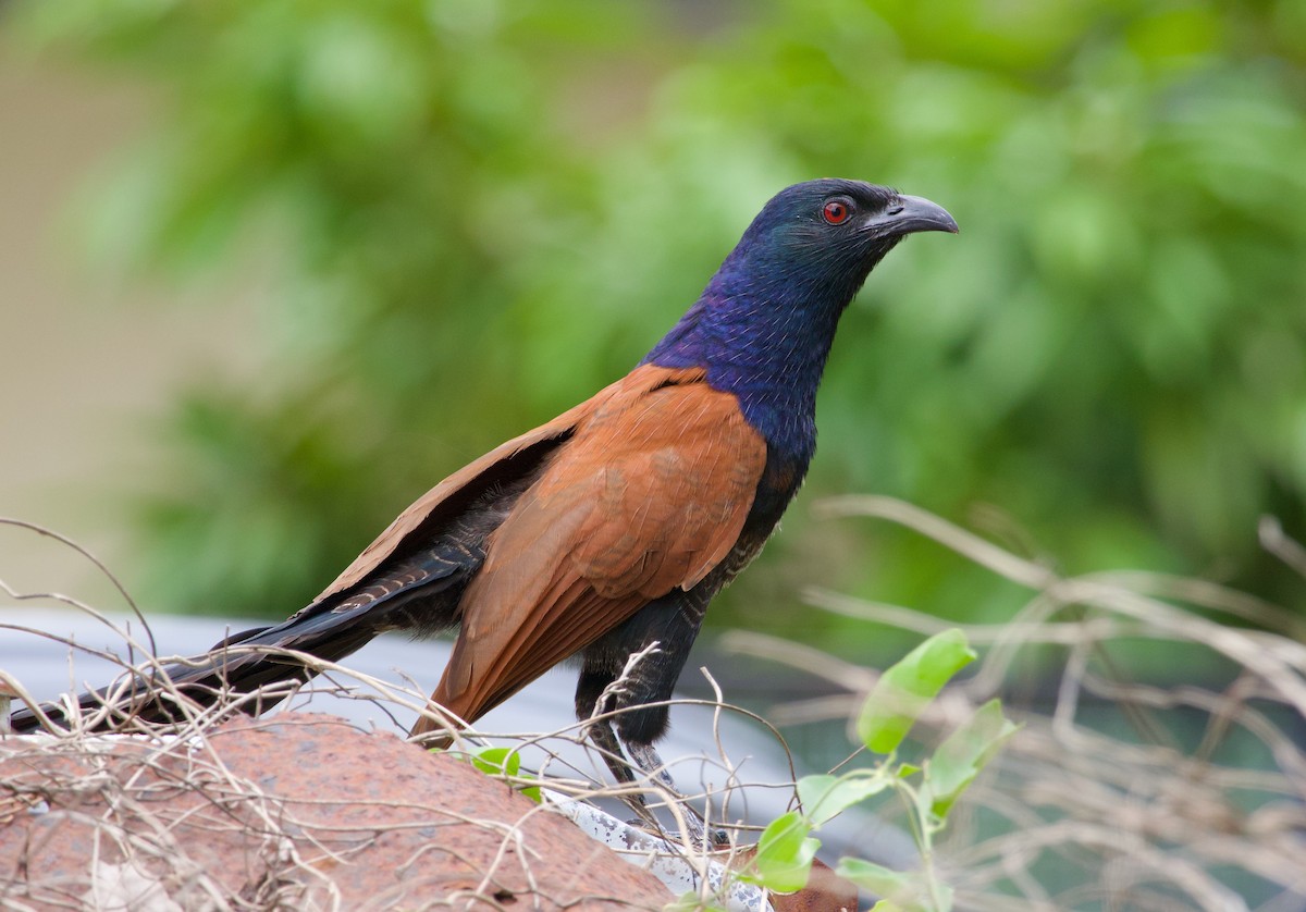 Greater Coucal - ML619564019