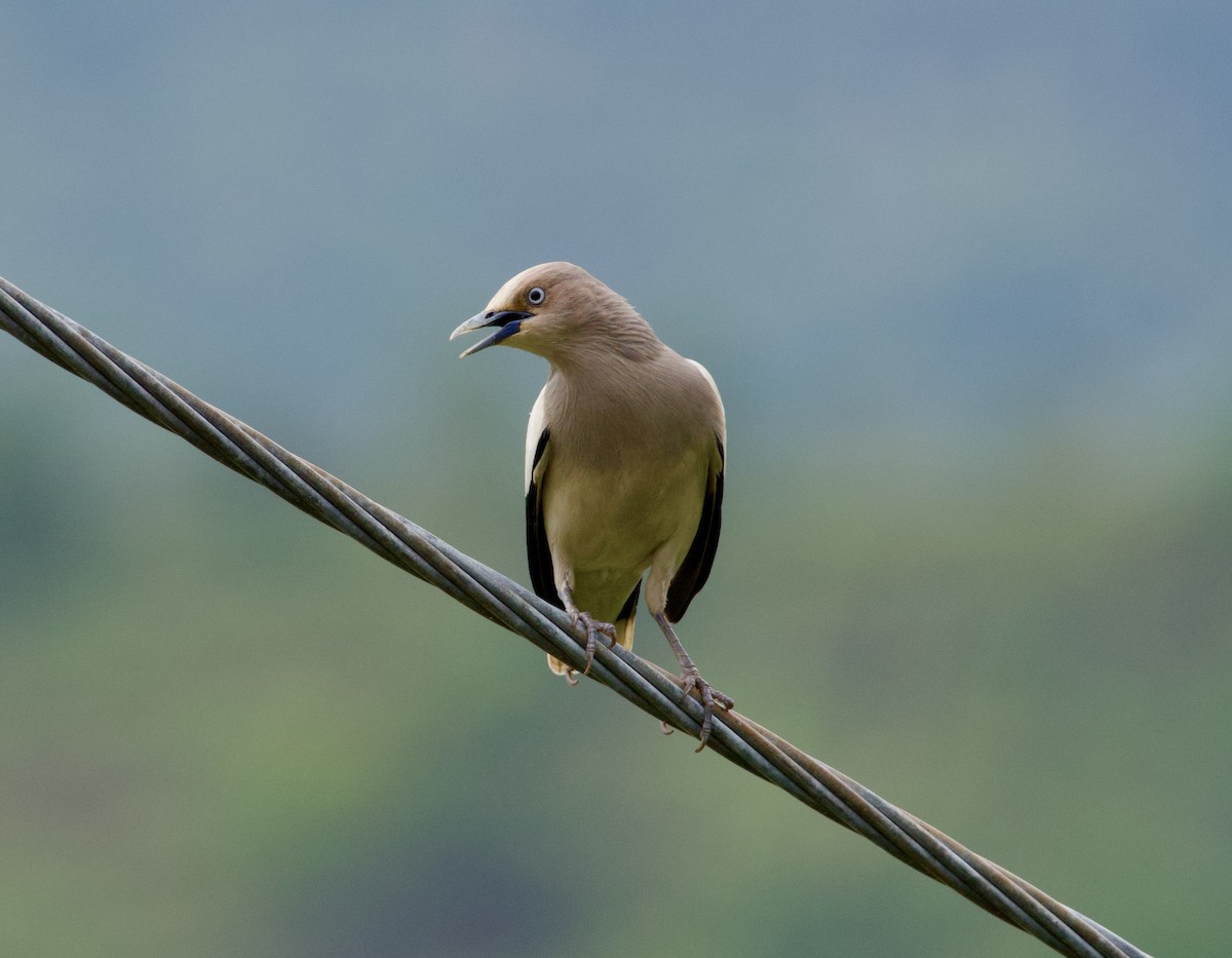 White-shouldered Starling - ML619564021