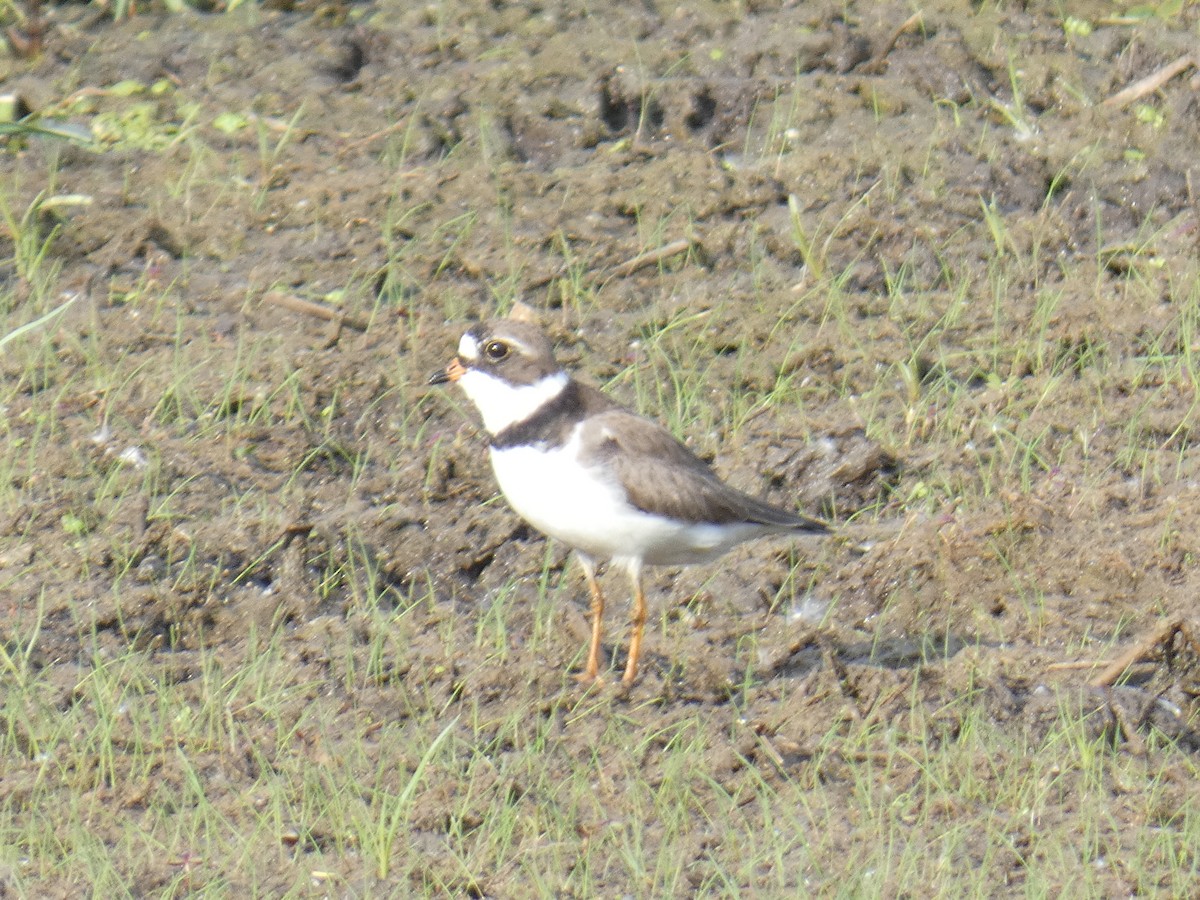 Semipalmated Plover - ML619564040