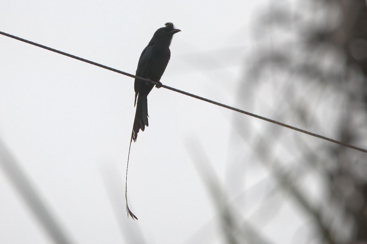 Greater Racket-tailed Drongo - ML619564064