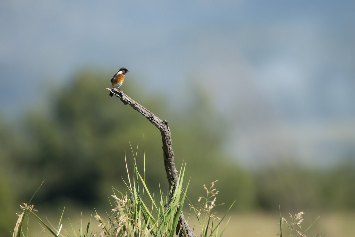 African Stonechat - ML619564068