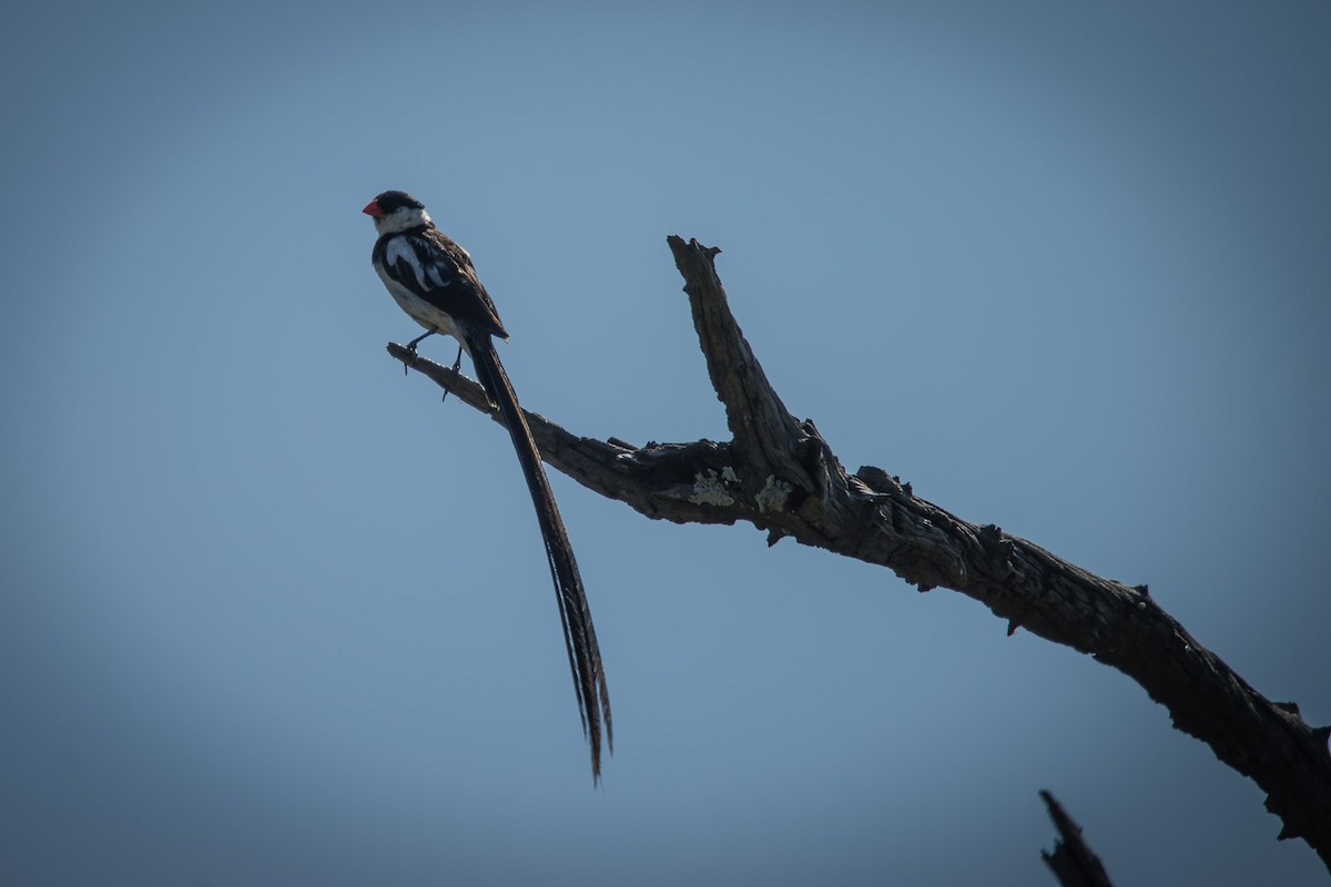 Pin-tailed Whydah - ML619564074