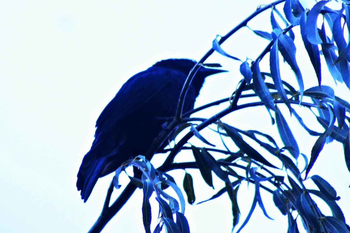 Austral Blackbird - ML619564077