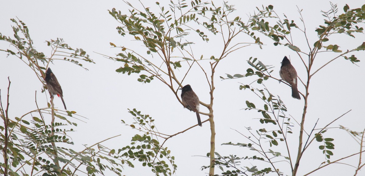 Red-vented Bulbul - ML619564113