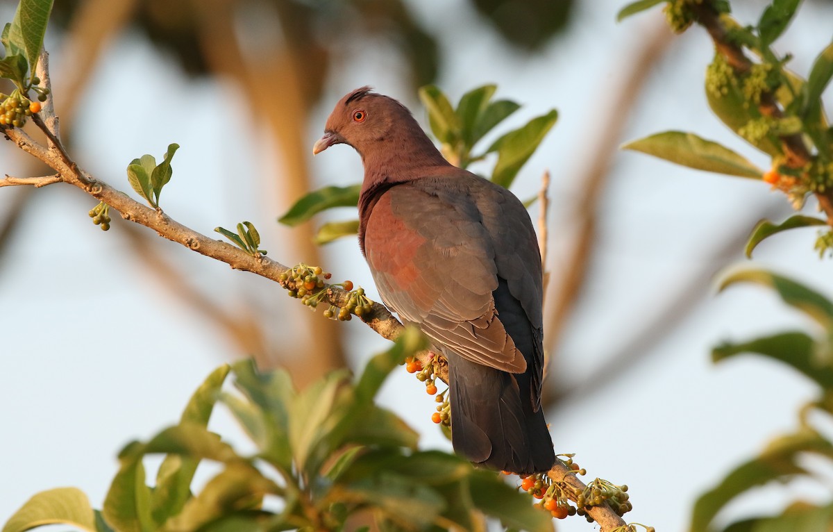 Pigeon à bec rouge - ML619564124