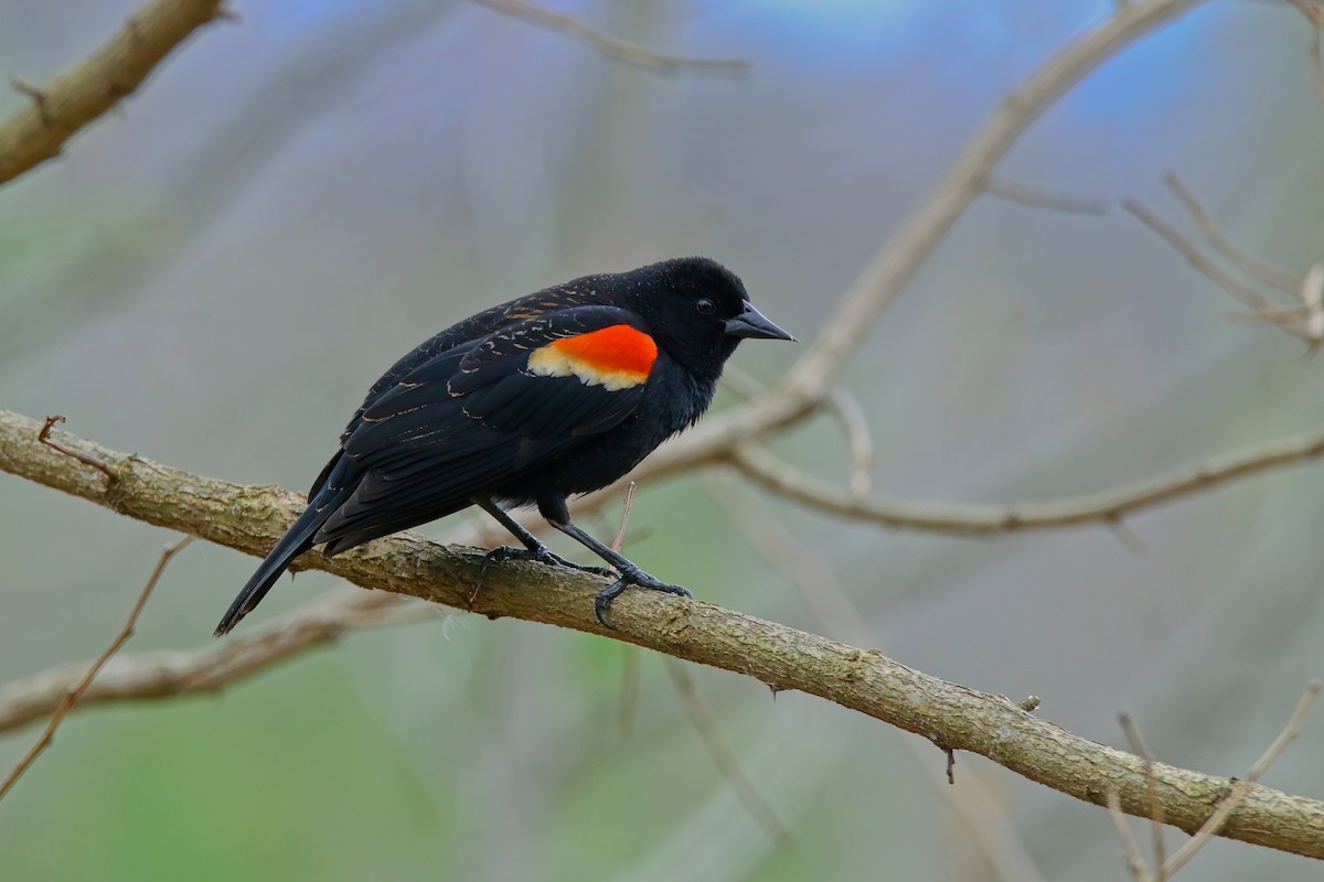 Red-winged Blackbird - ML619564141