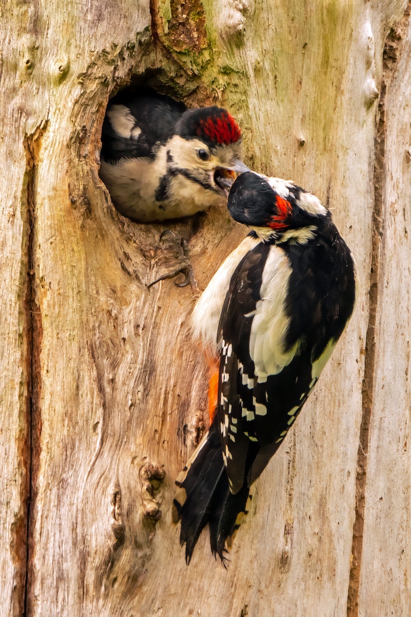 Great Spotted Woodpecker - ML619564181
