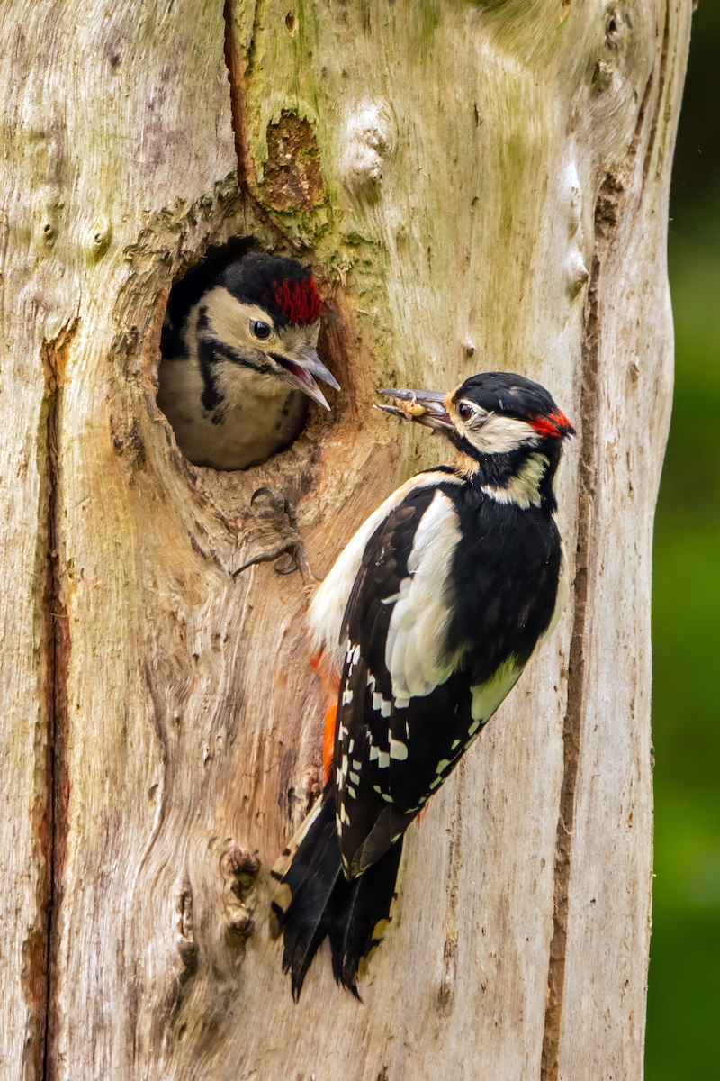 Great Spotted Woodpecker - ML619564182