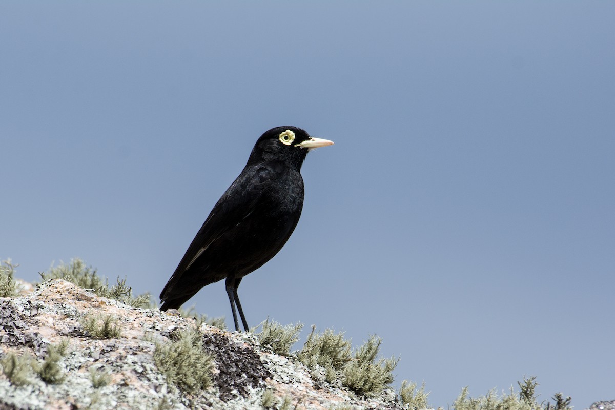 Spectacled Tyrant - ML619564208