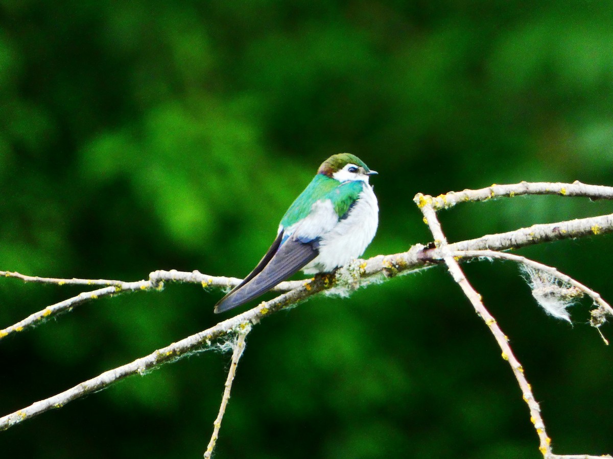 Violet-green Swallow - ML619564248
