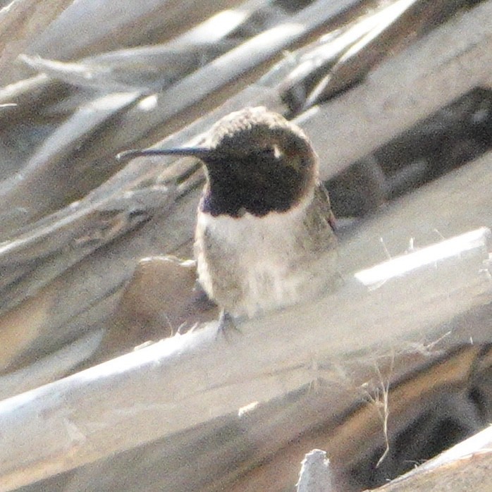 Black-chinned Hummingbird - ML619564268