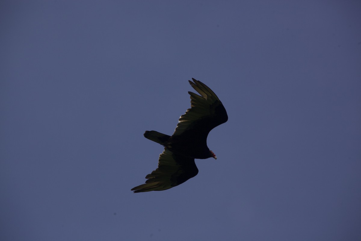 Turkey Vulture - ML619564281