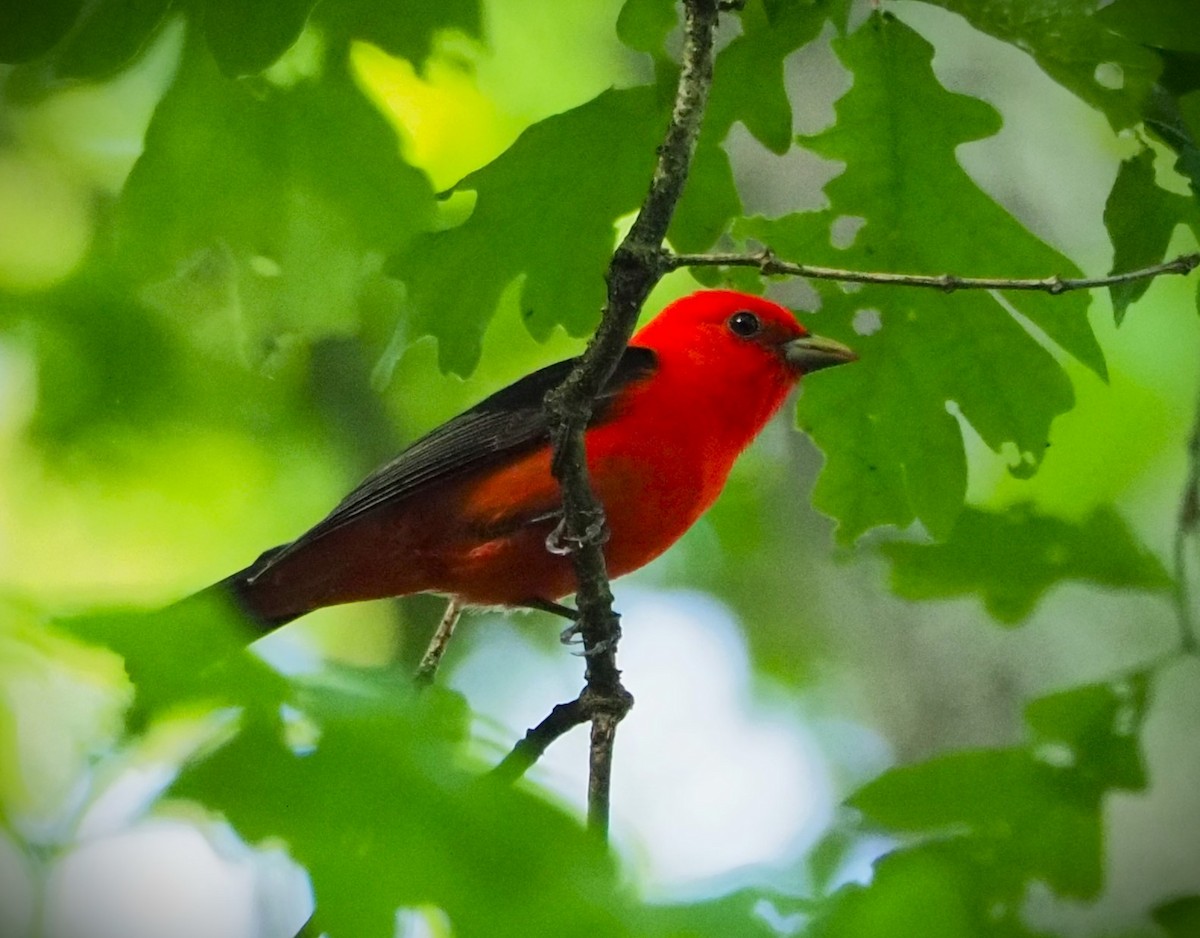 Scarlet Tanager - ML619564340
