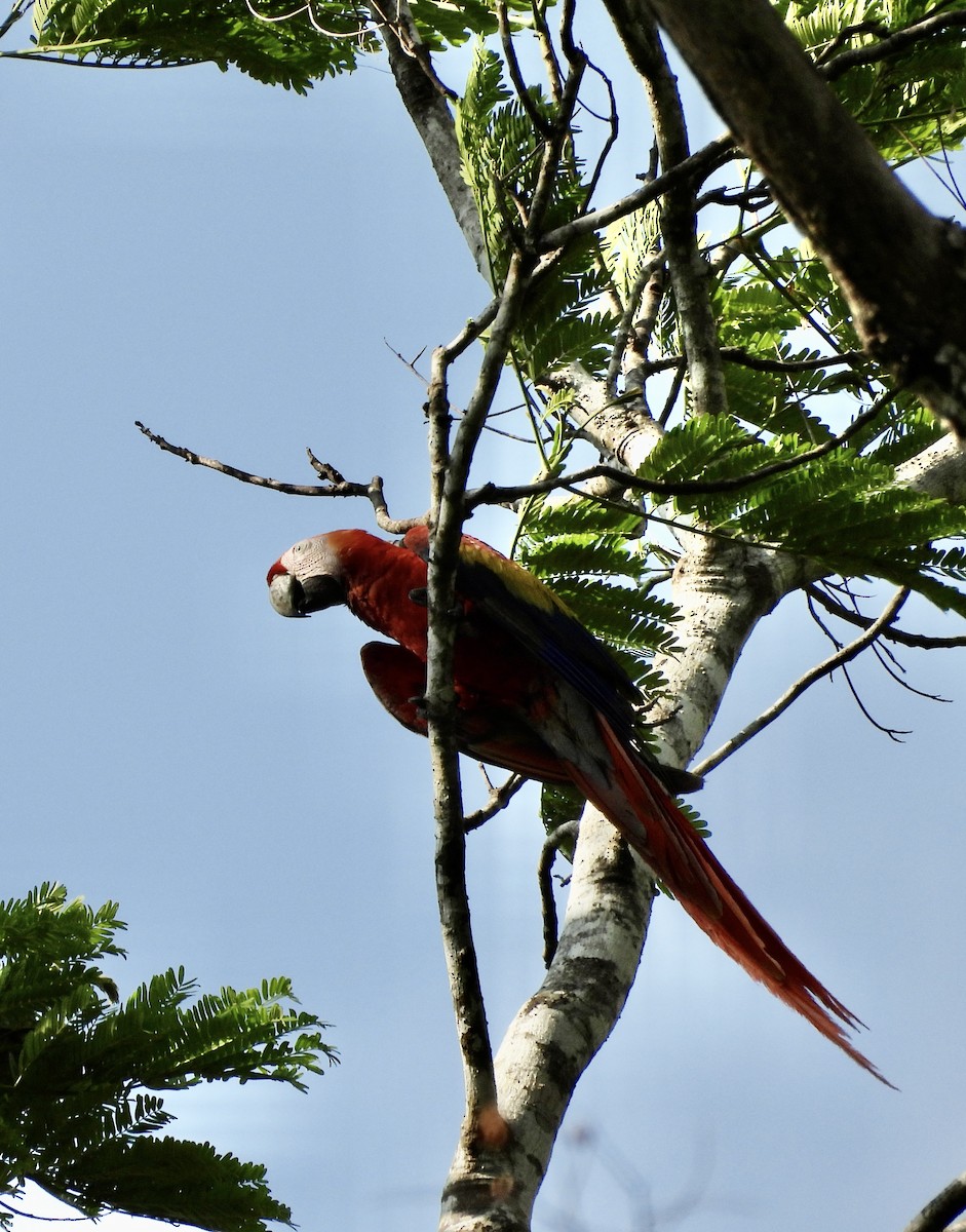 Scarlet Macaw - ML619564408